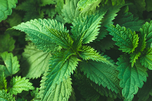 Stinging Nettle